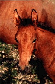 Paso Fino Baby